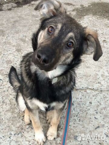 Щенок в добрые руки