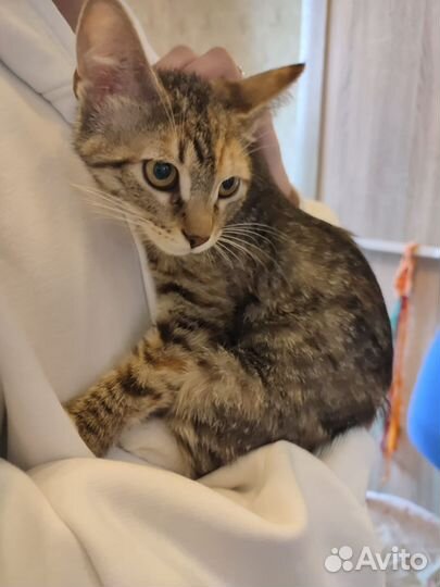 Кошка в дар бесплатно