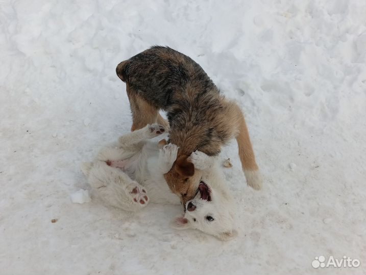 Маленькие собачки в добрые руки