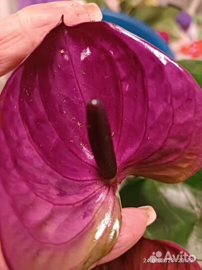 Антуриум Пурпл харт(Тессоро )