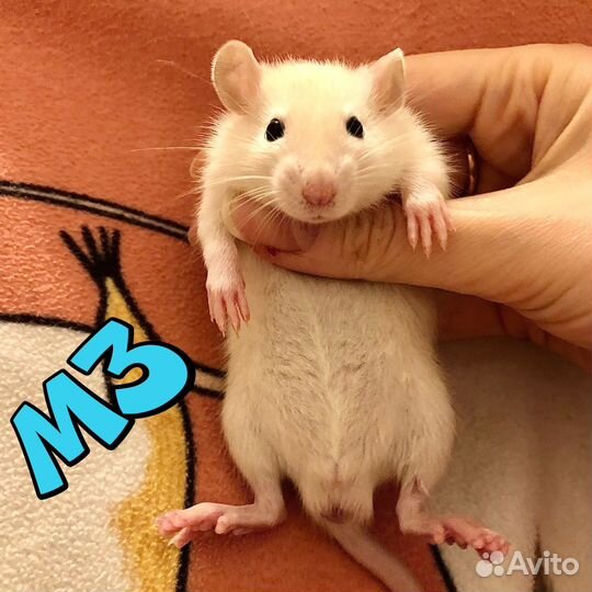 Крысята замечательные, мальчики и девочки