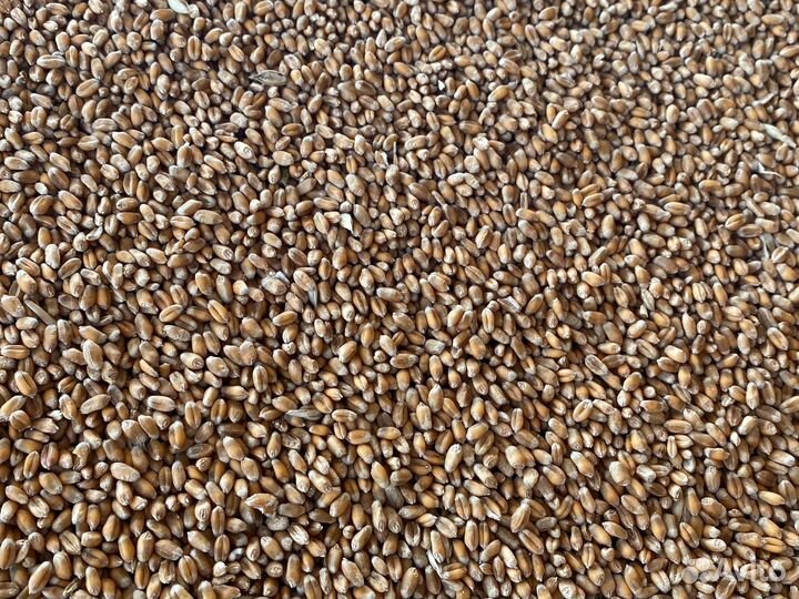 Пшеница семеная Собербаш рс1