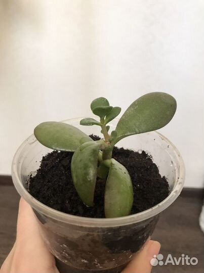 Алоэ, кактусы