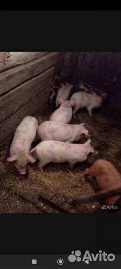 Поросята