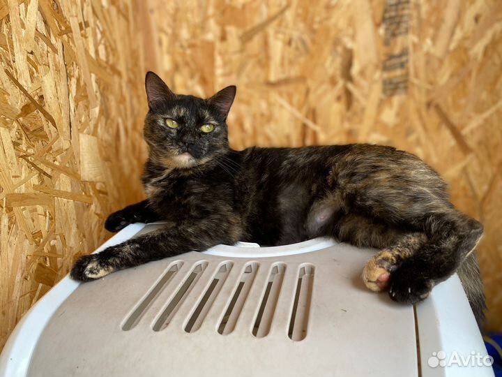 Ласковая Анабель ждет своего человека