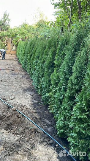 Туя Смарагд 2м