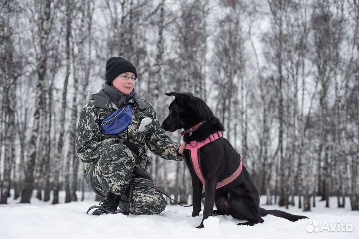 Красавец Вуди ищет дом