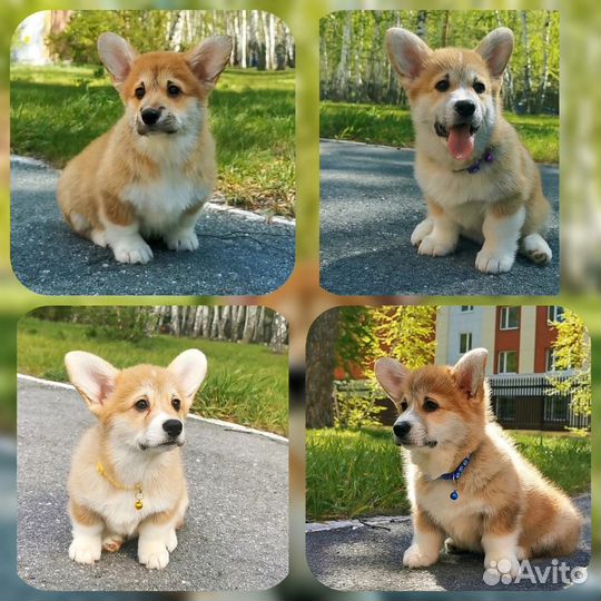 Щенки корги