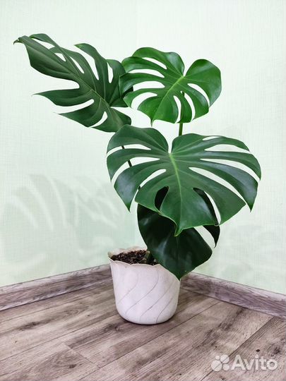 В горшке Монстера,бамбук счастья, гибискус, фикус