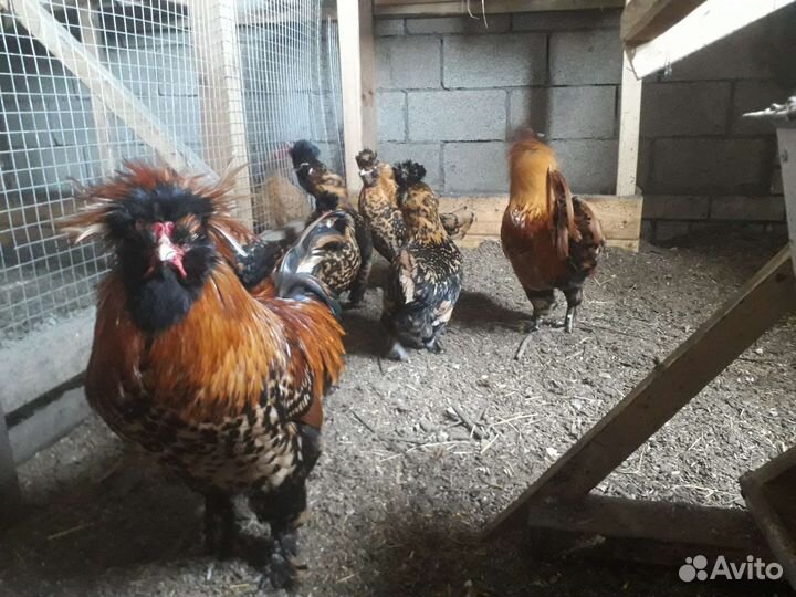 Павловская золотистая цыплята Инкубационное яйцо