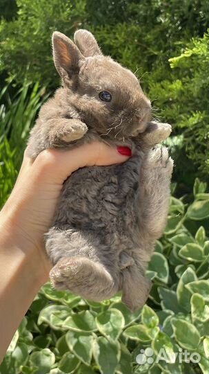 Мини кролики Рекс