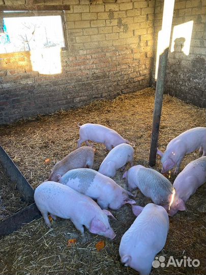 Поросята