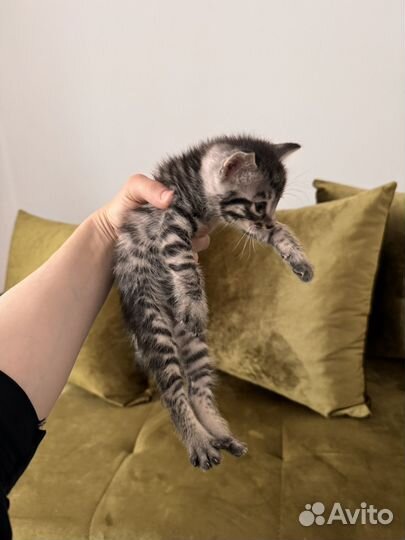Котята бесплатно