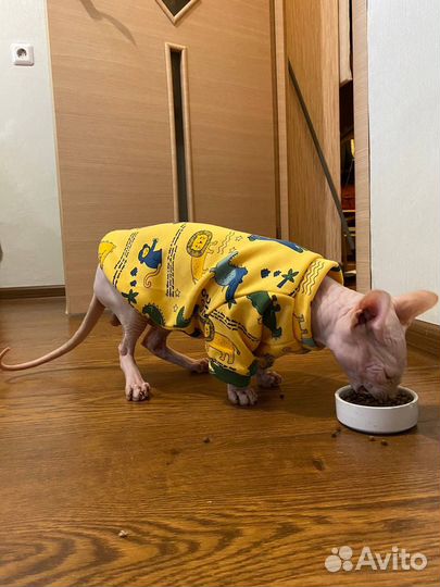 Одежда для кошки, комбинезон