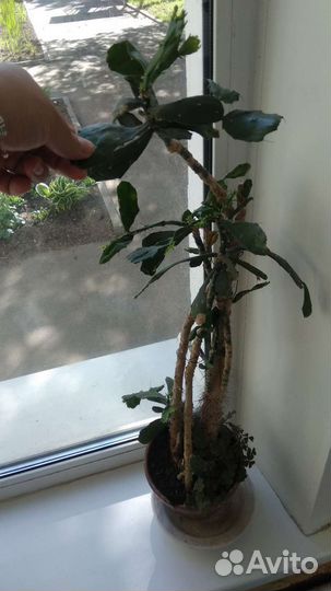 Кактусы и суккуленты, крассула Гелиос