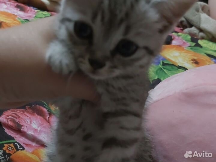 Кошки