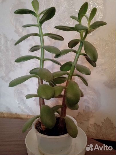 Денежное дерево, Диффенбахия, Дерево Любви