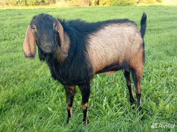 Англо нубийский козел