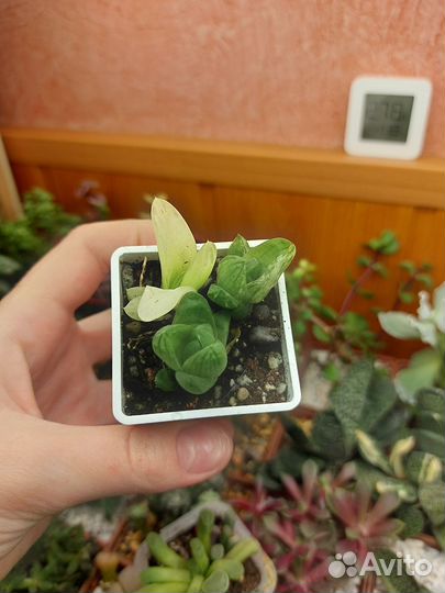 Суккуленты 3