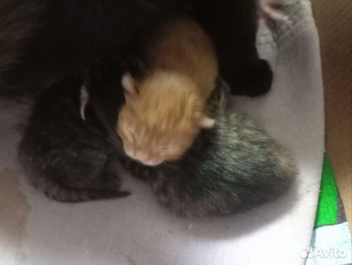 Котята в добрые руки