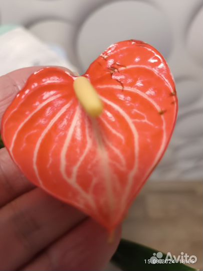 Антуриум Ливиум Оранж