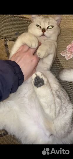 Шотланская кошка