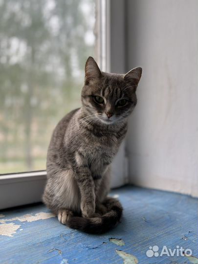 Кошка в добрые руки