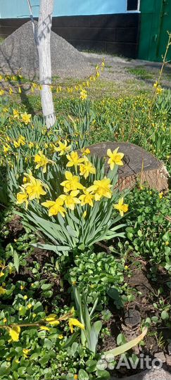 Молодило и нарцисы ранние