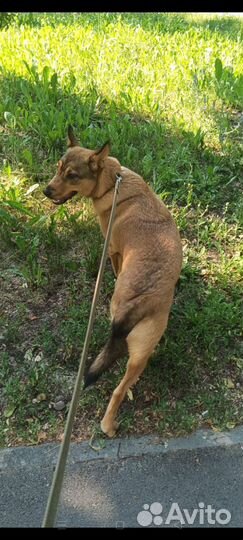 Луна ищет дом