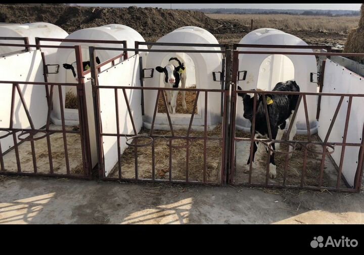 Бычки крс. На откорм. Телята