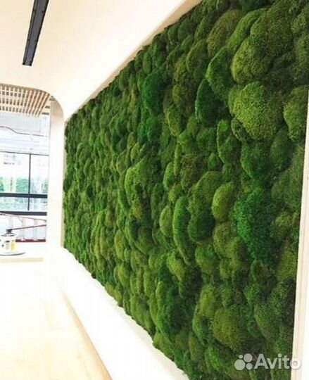 Панно из мха мох стабилизированный кочки