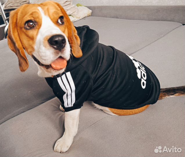 Щенки бигль