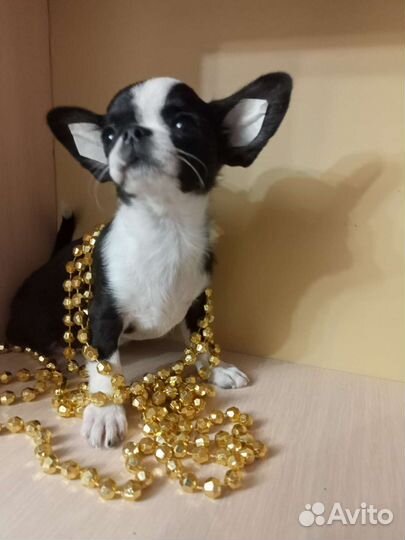 Мини мини эксклюзив