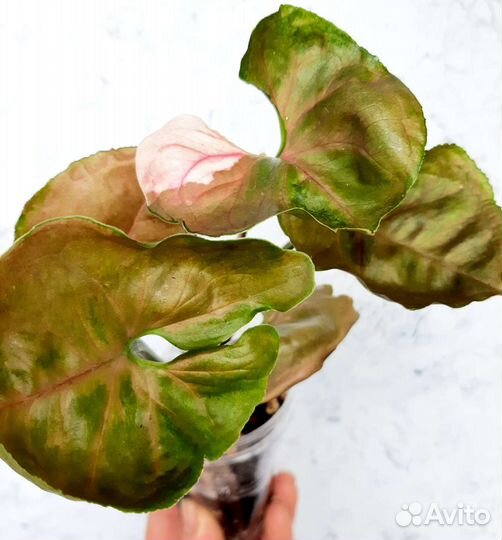 Ароидные и др