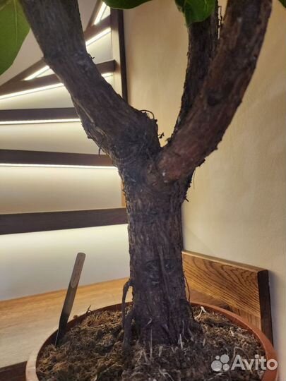 Фикус лирата /дерево 120