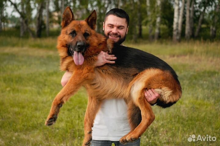 Кобель на вязку