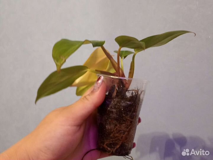 Филодендрон и Хоя