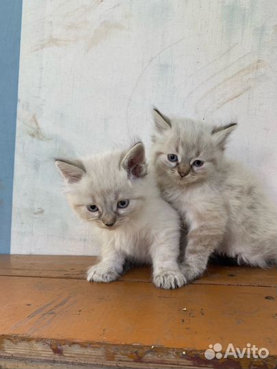 Невская маскарадная