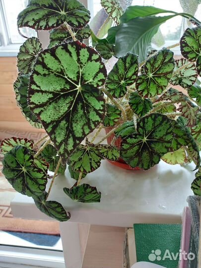 Комнатные,бегония, колерия, педилантус, эписция
