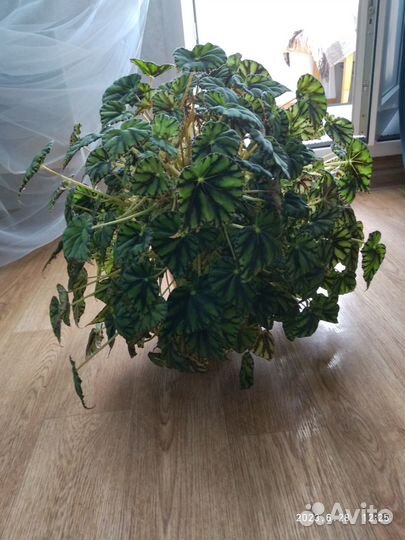 Бегония тигровая