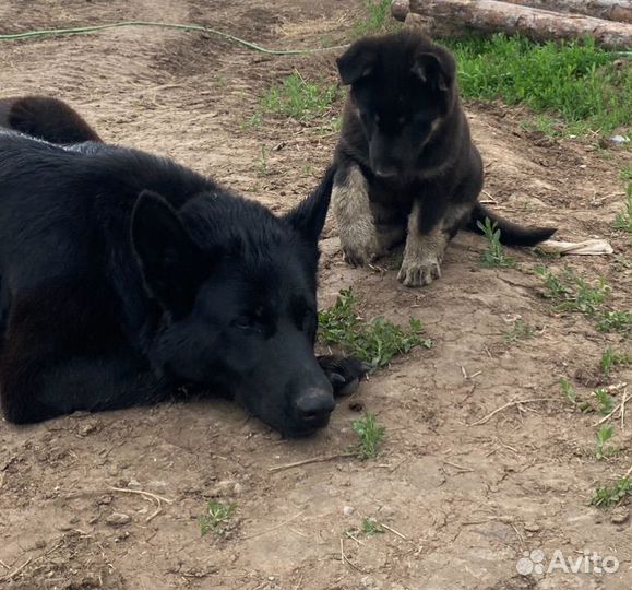 Восточноевропейская овчарка щенок