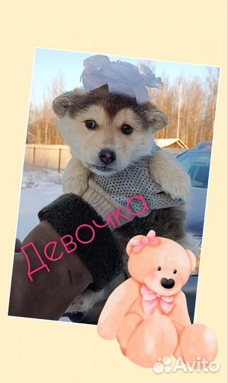 Щенок в добрые руки бесплатно хаски