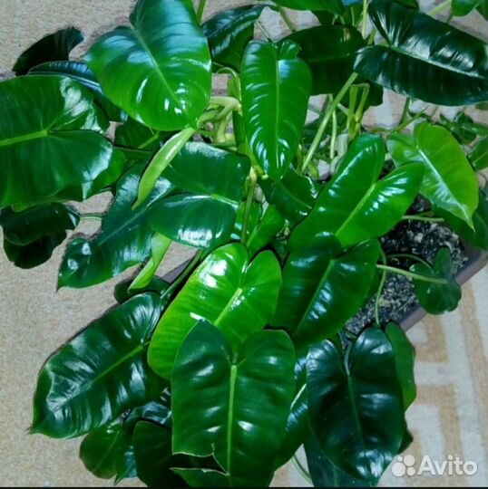 Отросток филодендрон Макс Бурле