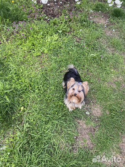 Йоркширский терьер вязка мальчик