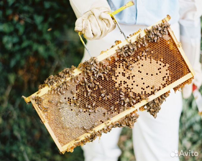 2024 Мед натуральный с Алтая опт