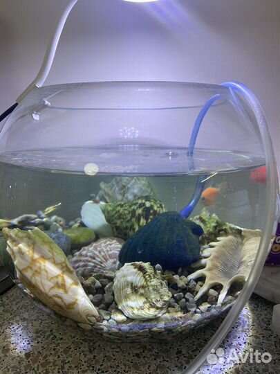 Аквариумные рыбки