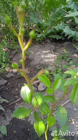 Гипсофила Снежинка и Роза Фейри