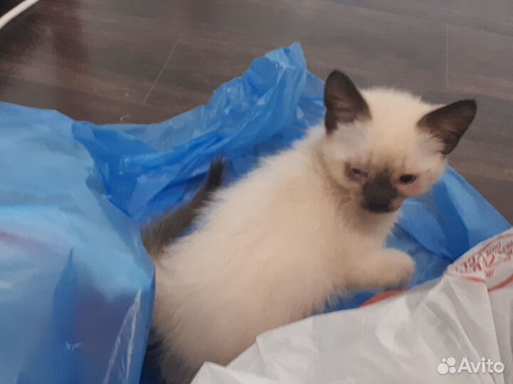 Котенок Тайский
