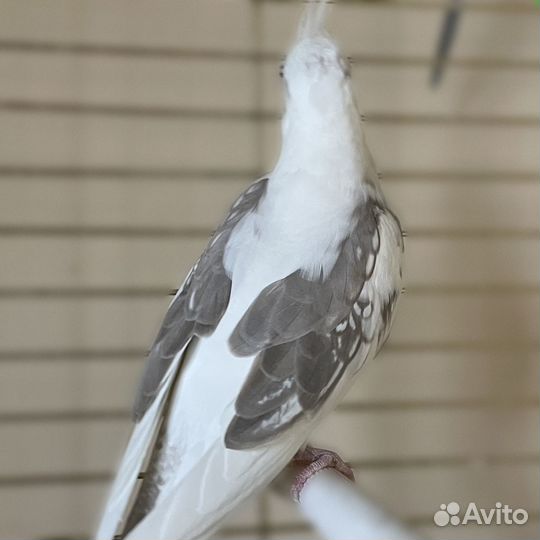 Попугай корелла (самец)