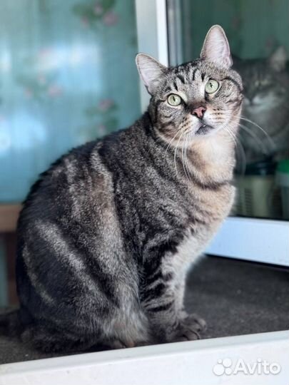 Жан мечтает о доме